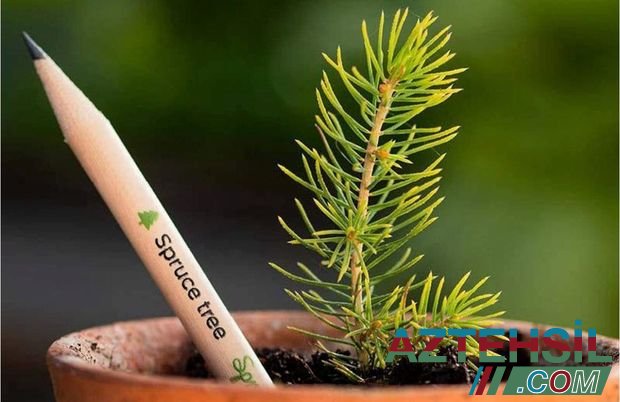 Новогодние елки решили выращивать из карандашей - ФОТО