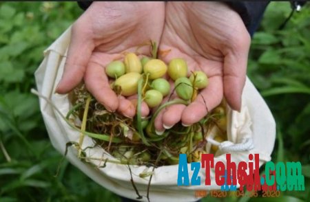 Международные полевые исследования по защите редких растений в Азербайджане